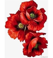  Gelincik 3 Sayılarla Boyama Seti 60x75 cm (Tuvale Gerili)