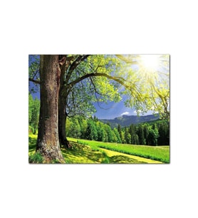 Ahşap Tablo Yemyeşil Ağaçlar Ve Güneş Işıkları (35x50 Cm Boyut)