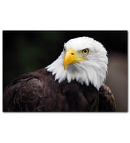 Cakatabloo Akbaşlı Amerikan Kartalı MDF Tablo