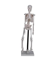 İNSAN İSKELET MODELİ 46 CM