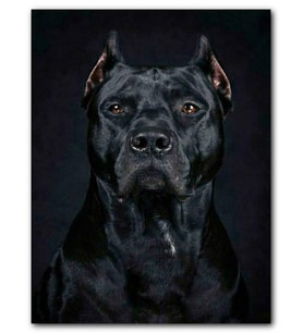 Cakatablo MDF (Ahşap) Tablo Pitbull Cinsi Köpek