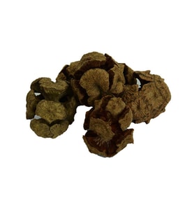 Selvi Kozalağı Doğal 100 Gr Paket