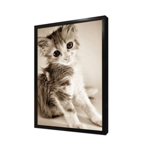 Kedi Yavrusu Çerçeveli Mdf Tablo