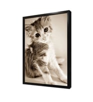 Kedi Yavrusu Çerçeveli Mdf Tablo