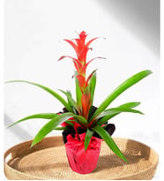 Guzmanya - Guzmania