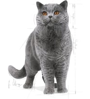 British ShortHair Kuru Kedi Maması, Yetişkin, 2 Kg
