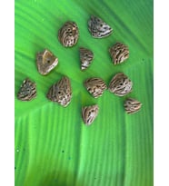 10 ADET VERNİKLİ DELİKLİ CEVİZ KABUĞU TAKI BONCUĞU 3X4 CM DEĞİŞEN ÖLÇÜLER