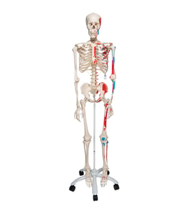 İNSAN İSKELET MODELİ 160 CM