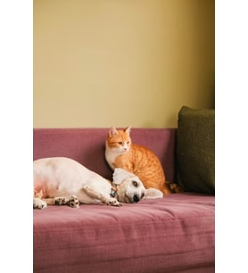 Kedi ve Köpek Dostluğu Temalı MDF Tablo - Sevimli Hayvanlar Modern Çerçevesiz Duvar Panosu