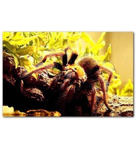 Cakatabloo Ağaç Sarı Yapraklar ve Tarantula MDF Tablo