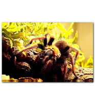 Cakatabloo Ağaç Sarı Yapraklar ve Tarantula MDF Tablo