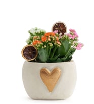 Beton Kalp Saksıda Kalanchoe Bahçesi