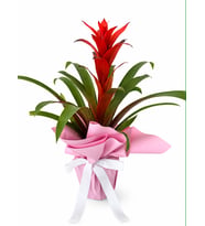 Buketli Polimer Saksıda Guzmania