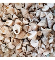 Astrea Undosa Naturel Mini Kiloluk Deniz Kabuğu (1 KG)