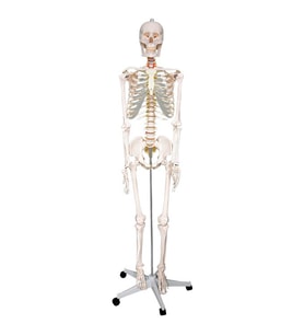 Temel Büyük İskelet Modeli 160 Cm