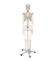 Temel Büyük İskelet Modeli 160 Cm