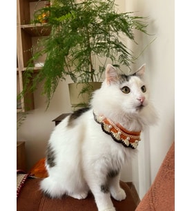 Örgü İncili Kedi Boyunluğu, Kedi Tasması