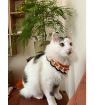 Örgü İncili Kedi Boyunluğu, Kedi Tasması