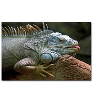 Cakatablo Dalın Üzerinde Dinlenen İguana MDF Tablo