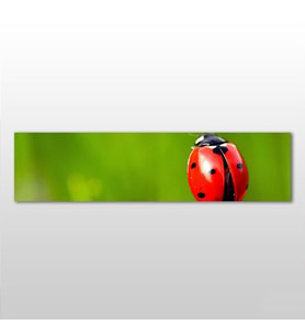Uğur Böceği Kanvas Tablo 300x100cm (Karışık)