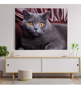 İngiliz Kedi Temalı Kanvas Tablo