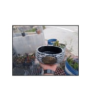Mermer tozundan yapılma beton bonsai ve aranjman saksısı