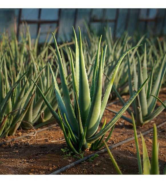 aloe vera saf Aloe Vera Spray 4 oz – Aloe Tallow Soap main image 0