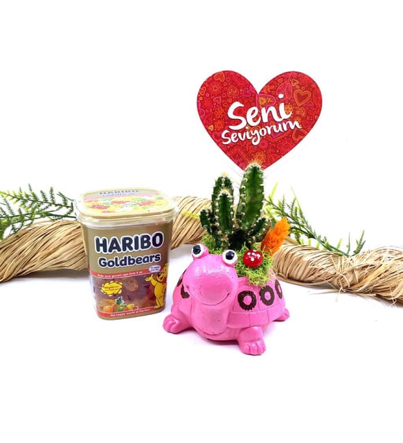 Canl Mexico Kaktsl Sevimli Kaplumbaa ve Haribo Aranjman M16