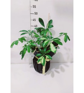Siyah Buket Kağıdında Schefflera Tekli p12
