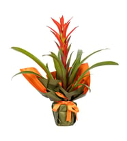 Buketli Guzmania Bitkisi