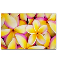 Cakatablo Sarı Plumeria Çiçekleri MDF Tablo