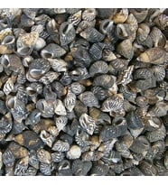 Nassarius Gaudiosus Kiloluk Deniz Kabuğu (250 GR)