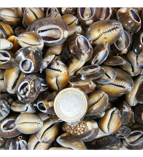 Cyprea Caputserpentis Kiloluk Deniz Kabuğu - Kesik (1 KG)