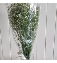 Miraliz - sade şeffaf paket'te gypsophila (cipso) demeti - vazosuz - kurdeleli
