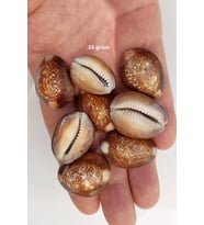 50 Gram Snake Head Cowry Deniz Kabukları 439