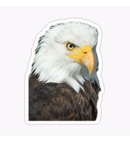Araba için Kartal Oto Sticker Yapıştırması Etiket  17CM w7