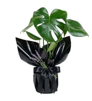 Premium Deve Taban Monstera