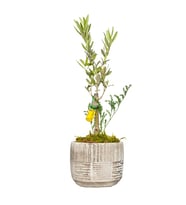 Antik Saksıda Zeytin Bonsai Ağacı