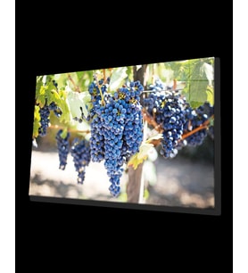 Meyveler Cam Tablo 4mm Dayanıklı Temperli Cam