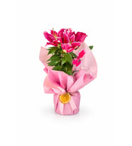 Pembe Buketli Kokulu Pembe Lilyum Çiçeği