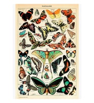 Papillon I Vintage Fransız Kelebek Tabloları, Adolphe Millot Tablo Ahşap Poster Dekoratif
