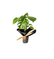 Buketli Polimer Saksıda Monstera
