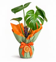 Sarı Buketli Açık Pembe Kurdeleli Saksıda Monstera