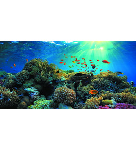Kanki Pet KP1256321 Akvaryum Arka Fon Yapıştırma 125 x 63 CM