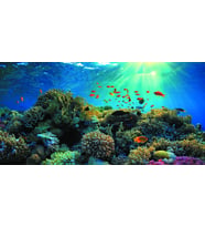 Kanki Pet KP1256321 Akvaryum Arka Fon Yapıştırma 125 x 63 CM