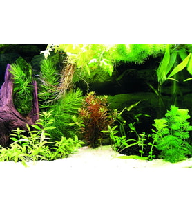 Kanki Pet KP7045036 Akvaryum Arka Fon Yapıştırma 70 x 45 CM