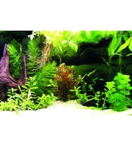 Kanki Pet KP7045036 Akvaryum Arka Fon Yapıştırma 70 x 45 CM