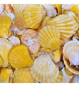 Vixillium Orange Kiloluk Deniz Kabuğu (1 KG)