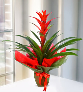 Buketli Beton Saksıda Guzmania