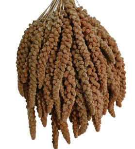 Kuşlar İçin Kızıl Dal Darı 500 GR